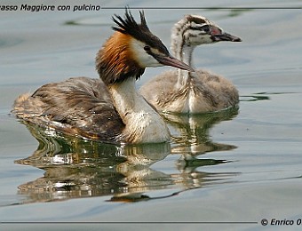 Animali 093